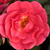 Rózsaszín - Talajtakaró rózsa - Noatraum